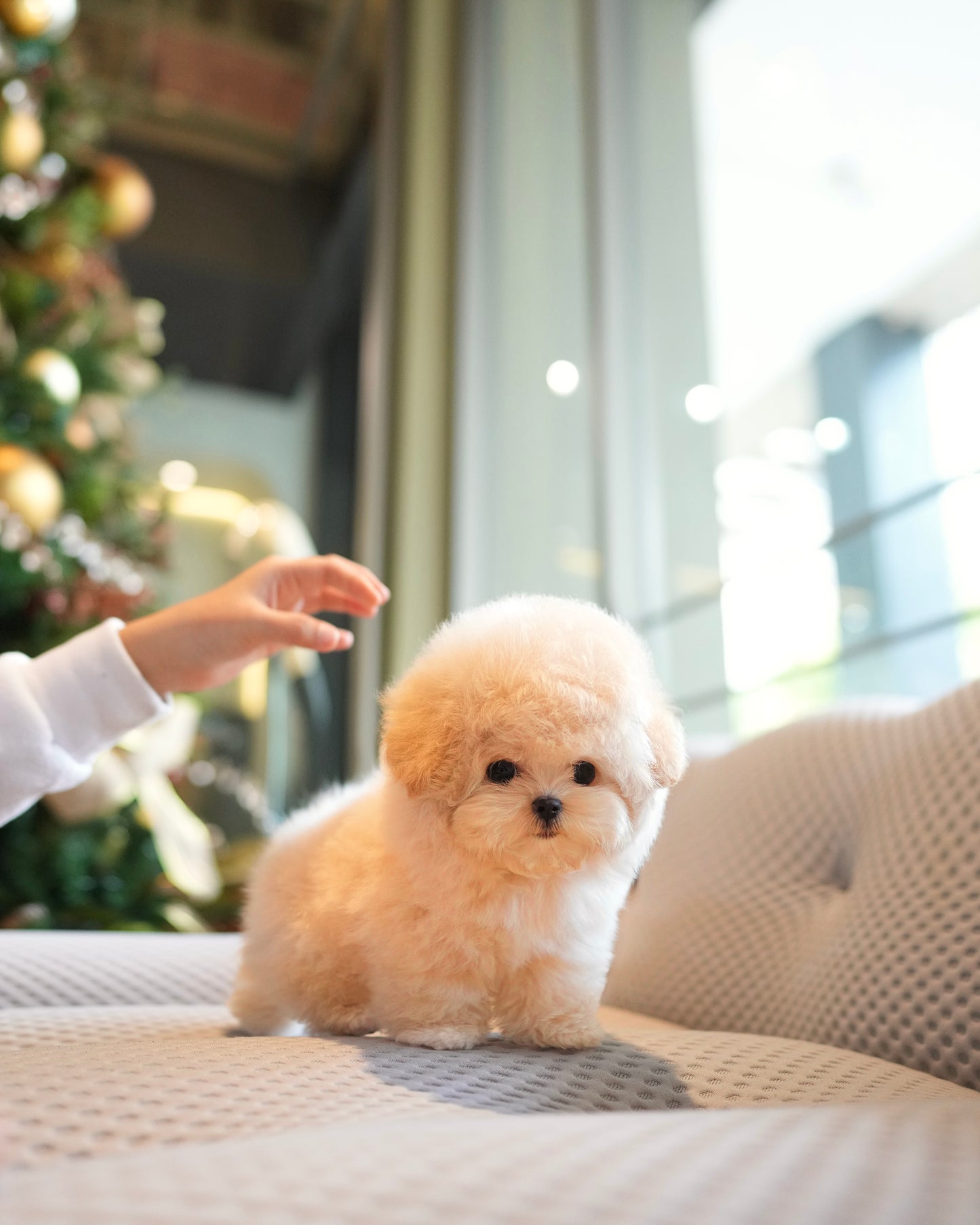 Chewy - Maltipoo (Cream)