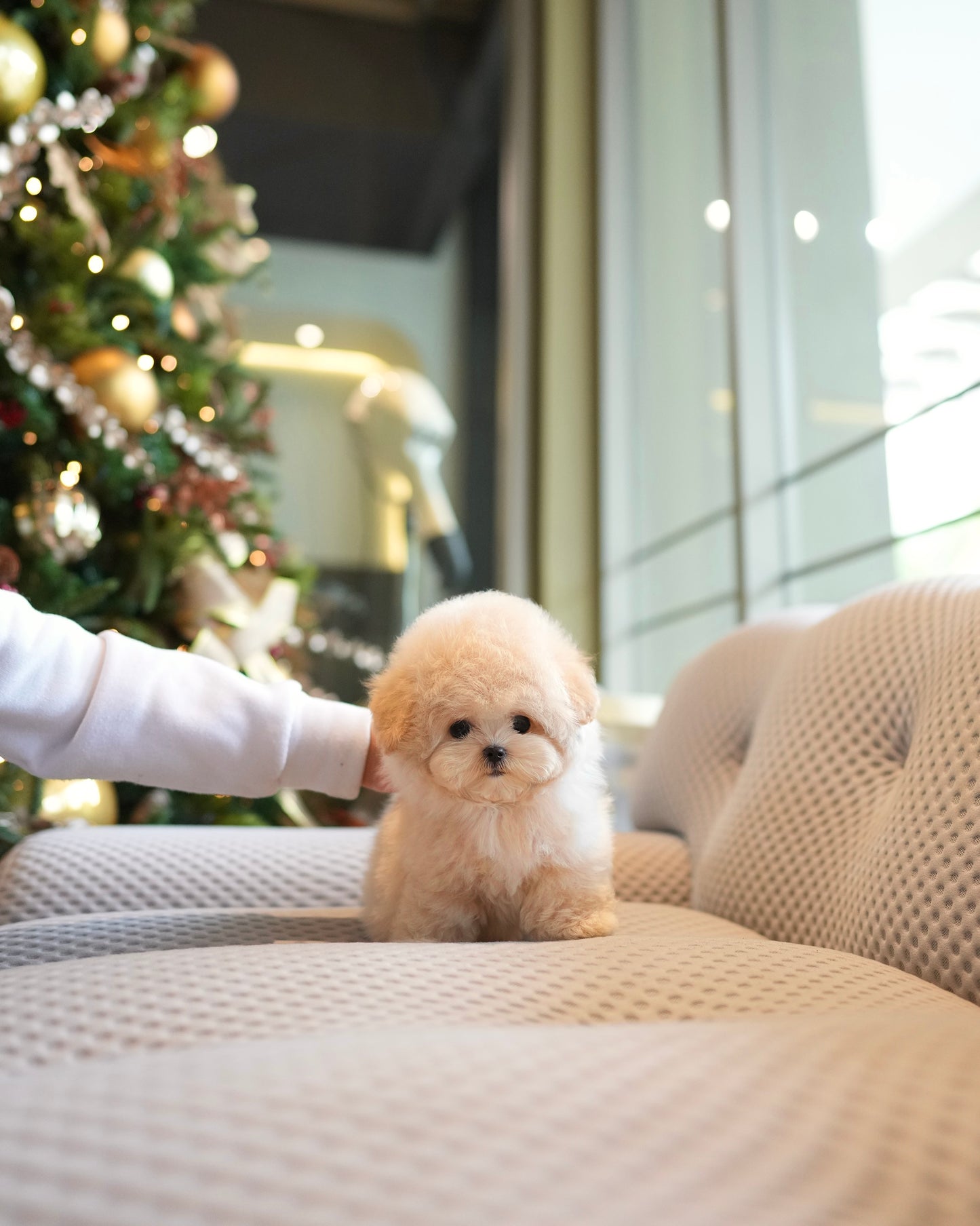 Chewy - Maltipoo (Cream)