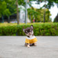 Raven - Teacup Chihuahua (Choco Tan)
