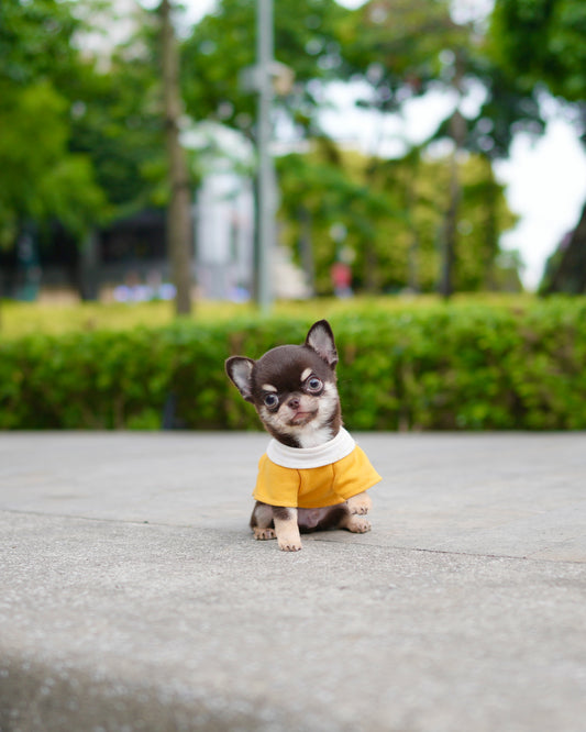 Raven - Teacup Chihuahua (Choco Tan)