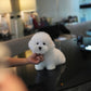 Conrad - Coton de Tulear (White)