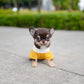 Raven - Teacup Chihuahua (Choco Tan)