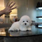 Conrad - Coton de Tulear (White)