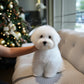 Carlo - Coton de Tulear (White)