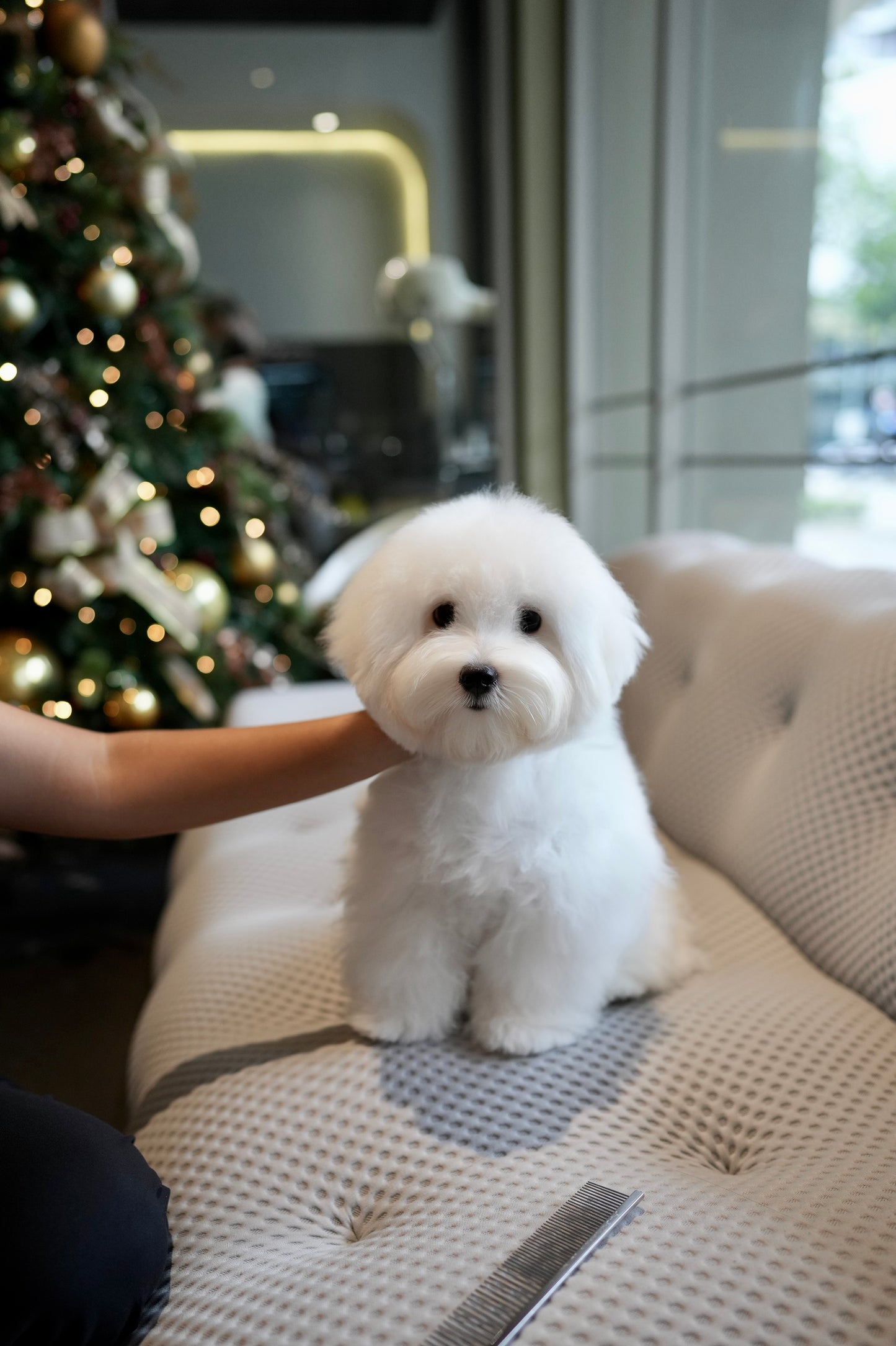 Carlo - Coton de Tulear (White)