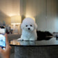 Conrad - Coton de Tulear (White)