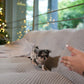 Yannie - Teacup Chihuahua (Blue Merle)