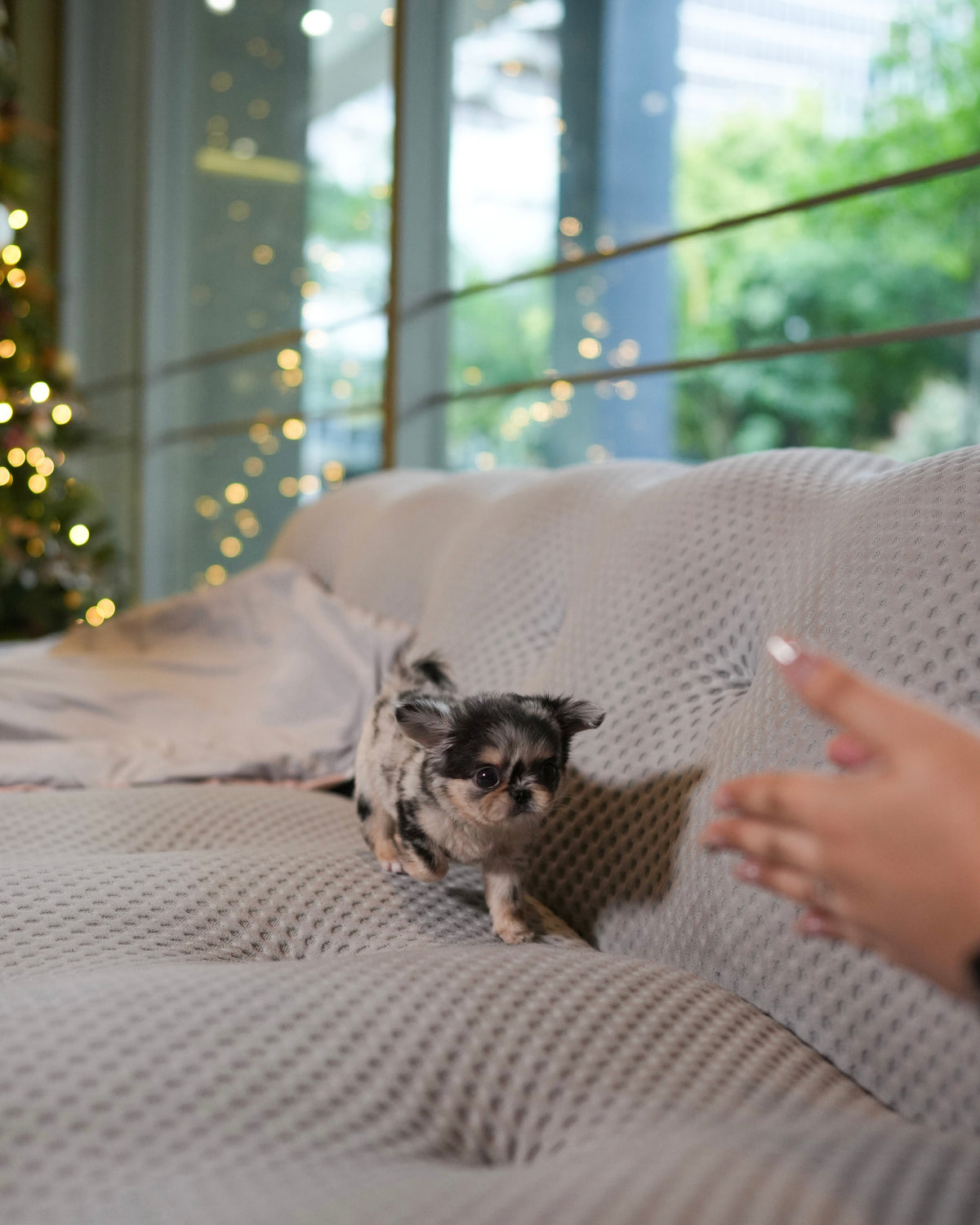 Yannie - Teacup Chihuahua (Blue Merle)