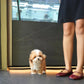 Rocky - Maltipoo (Brown & White)