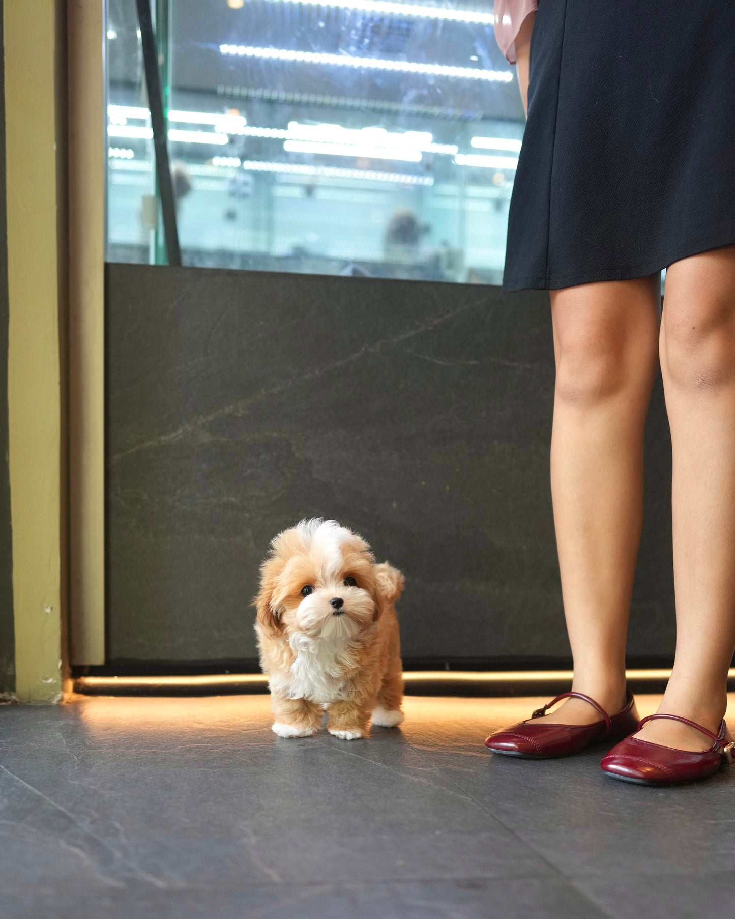 Rocky - Maltipoo (Brown & White)