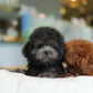 Luna - Tiny Poodle (Silver)