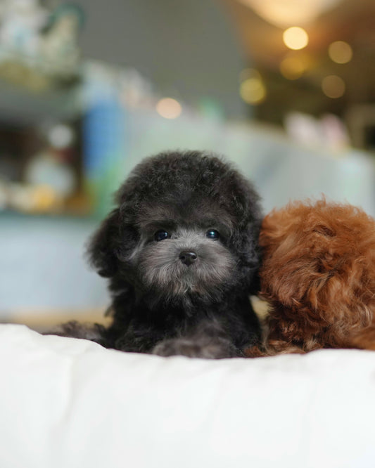 Luna - Tiny Poodle (Silver)