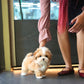 Rocky - Maltipoo (Brown & White)