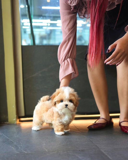 Rocky - Maltipoo (Brown & White)