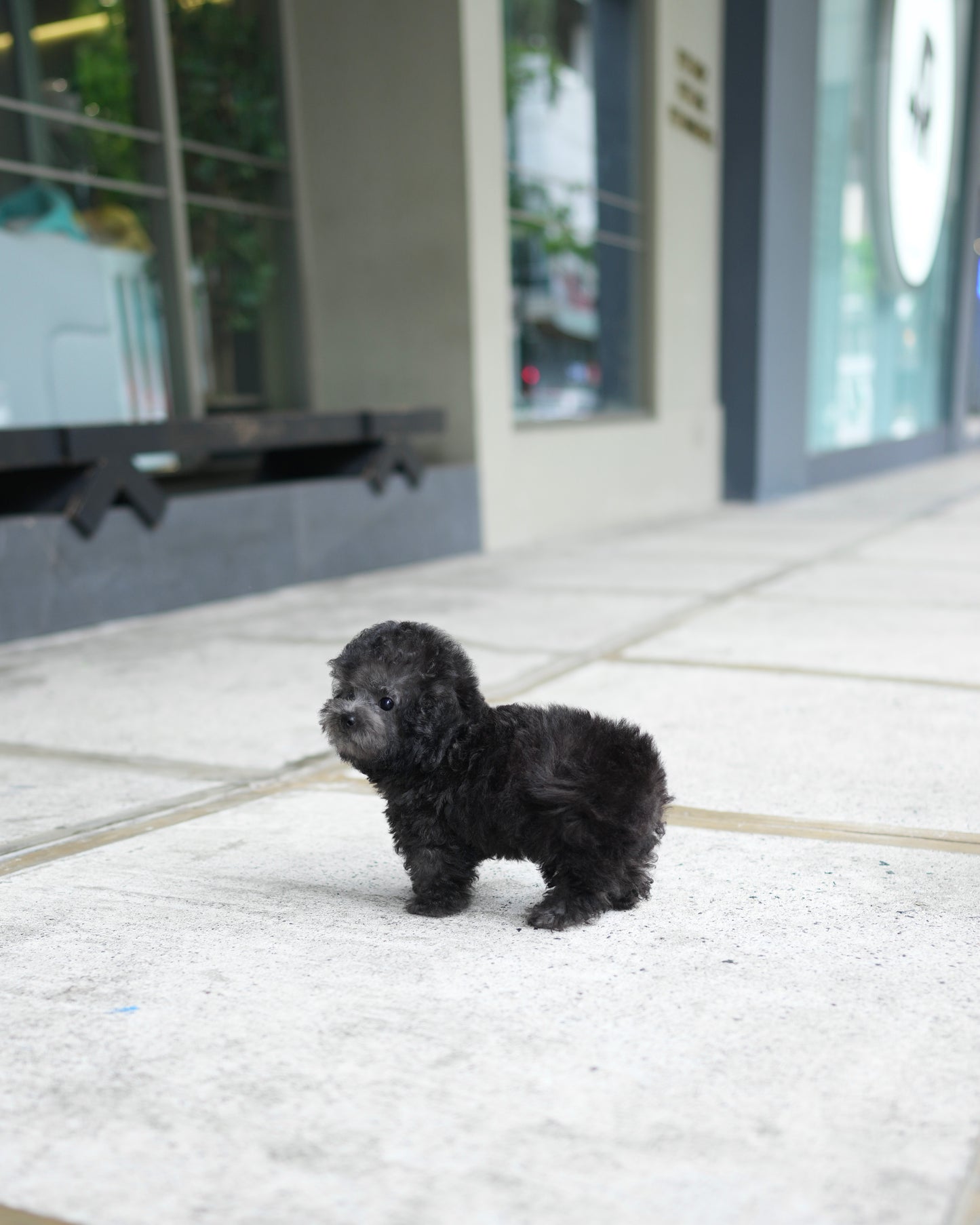 Luna - Tiny Poodle (Silver)