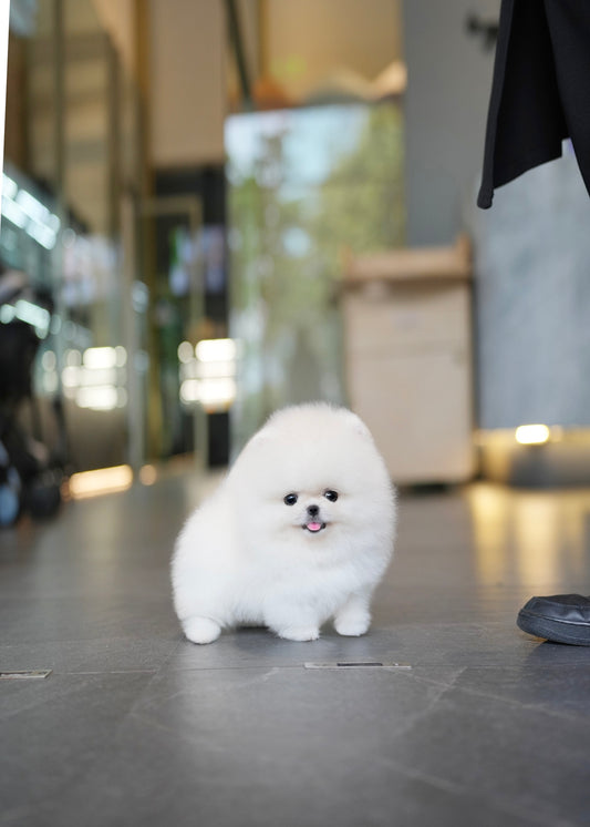 Milk - Pomeranian (White)