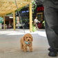 Nuggets - Mini Golden Doodle (Brown)