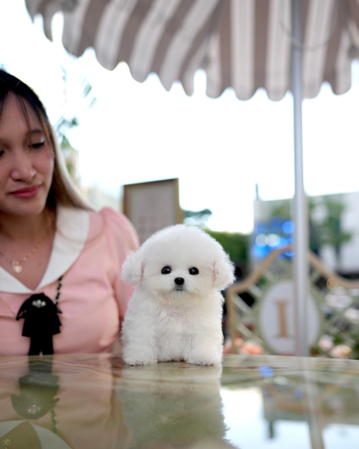 Mia - Mini Bichon (White)