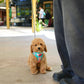 Nuggets - Mini Golden Doodle (Brown)