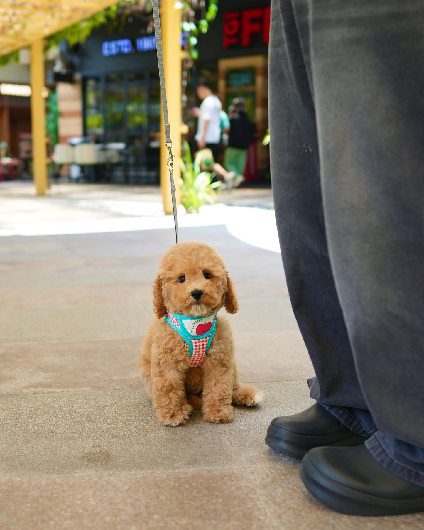 Nuggets - Mini Golden Doodle (Brown)