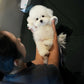 Conrad - Coton de Tulear (White)