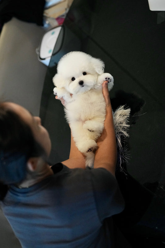 Conrad - Coton de Tulear (White)