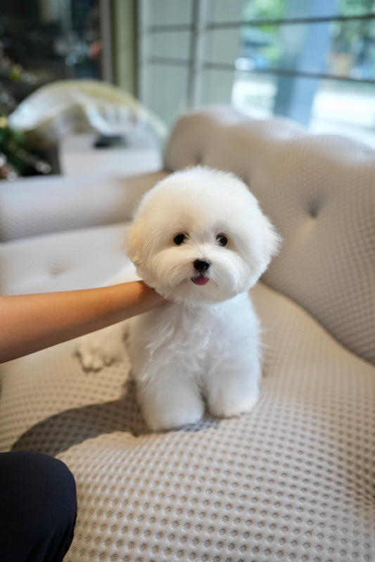 Queenie - Coton de Tulear (White)