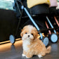 Rocky - Maltipoo (Brown & White)