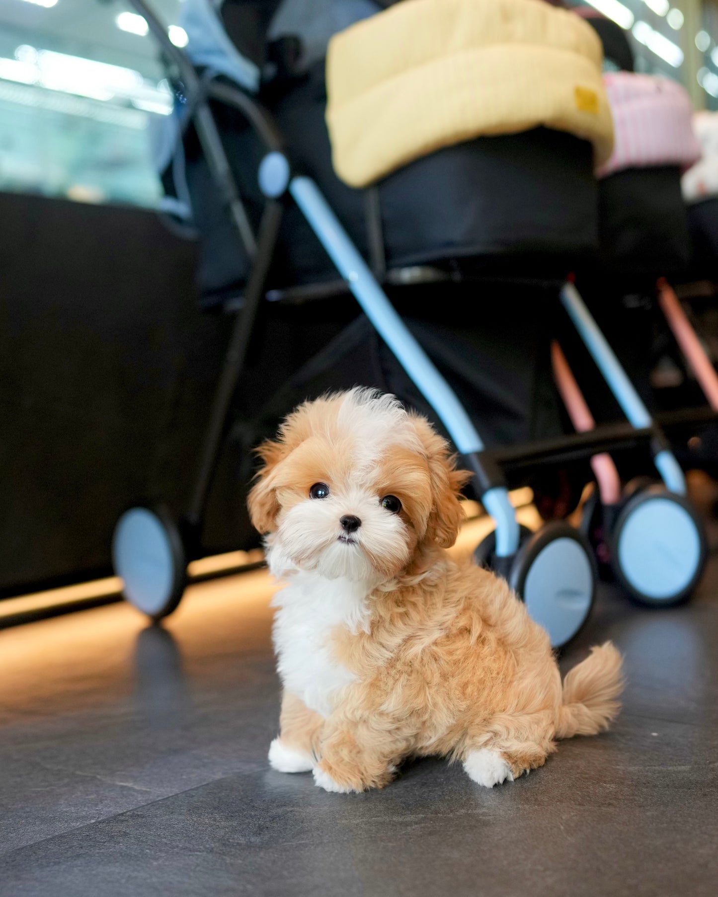 Rocky - Maltipoo (Brown & White)