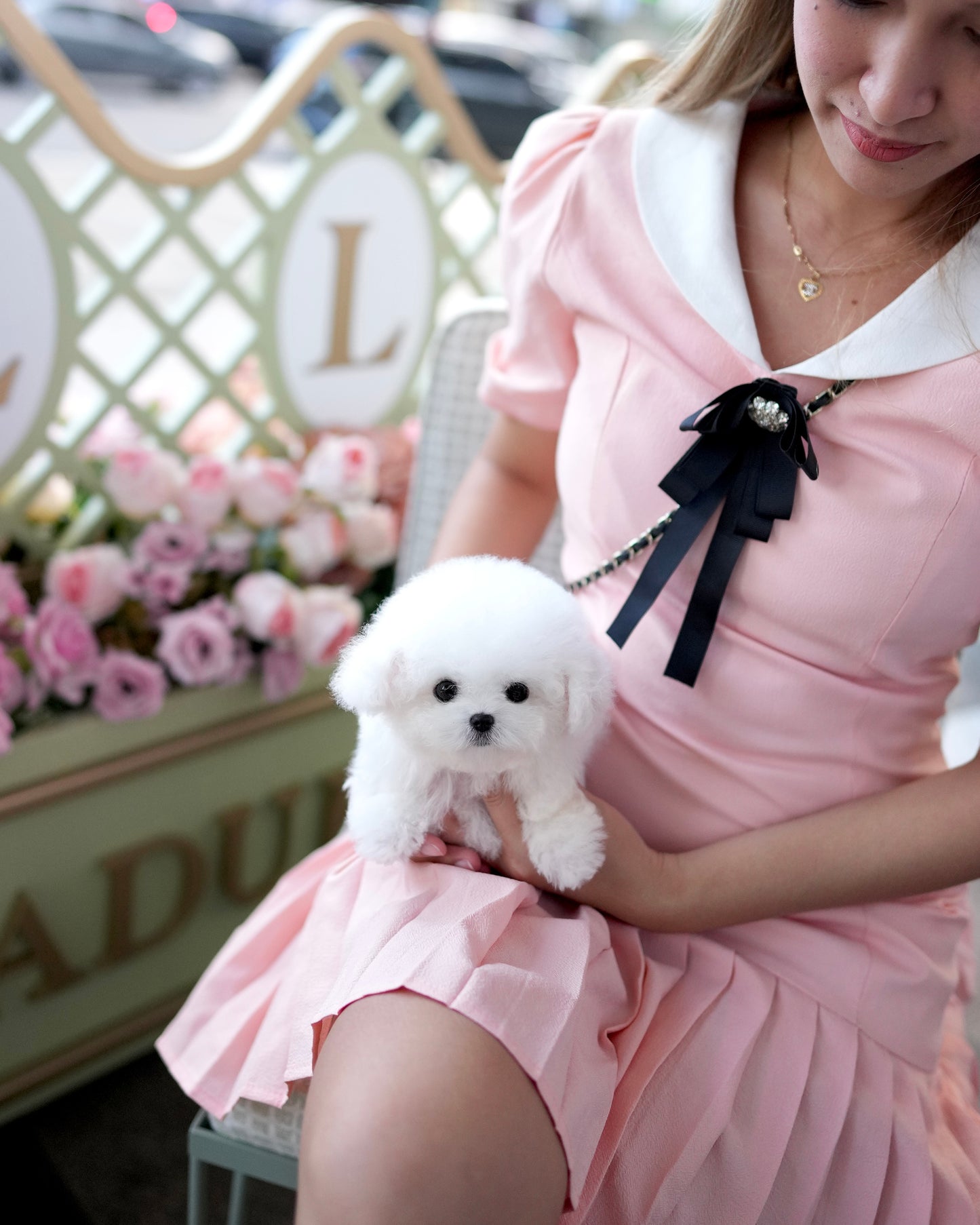 Mia - Mini Bichon (White)