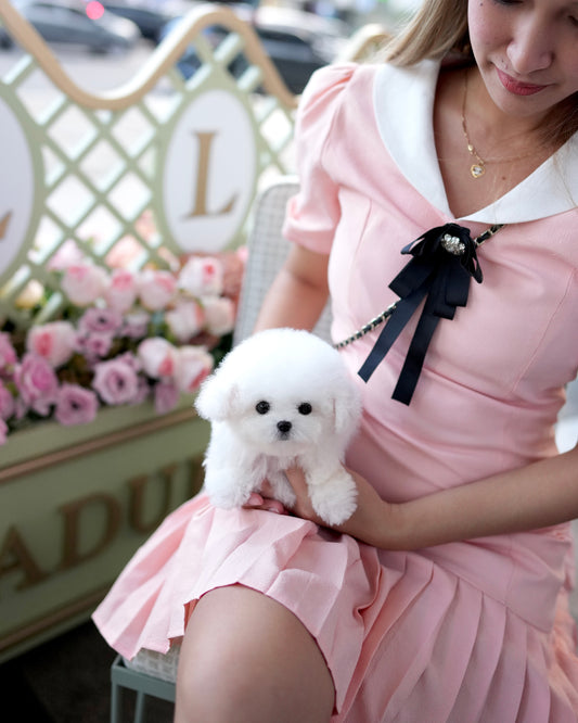 Mia - Mini Bichon (White)