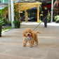 Nuggets - Mini Golden Doodle (Brown)