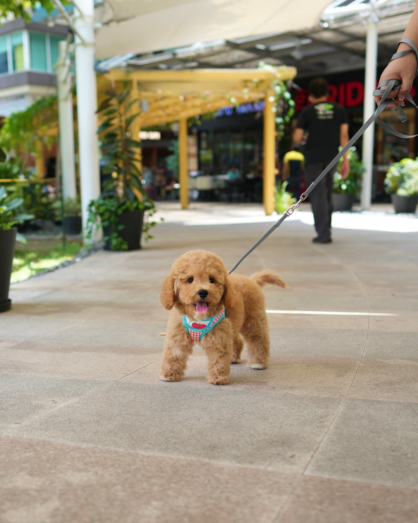 Nuggets - Mini Golden Doodle (Brown)