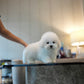 Conrad - Coton de Tulear (White)