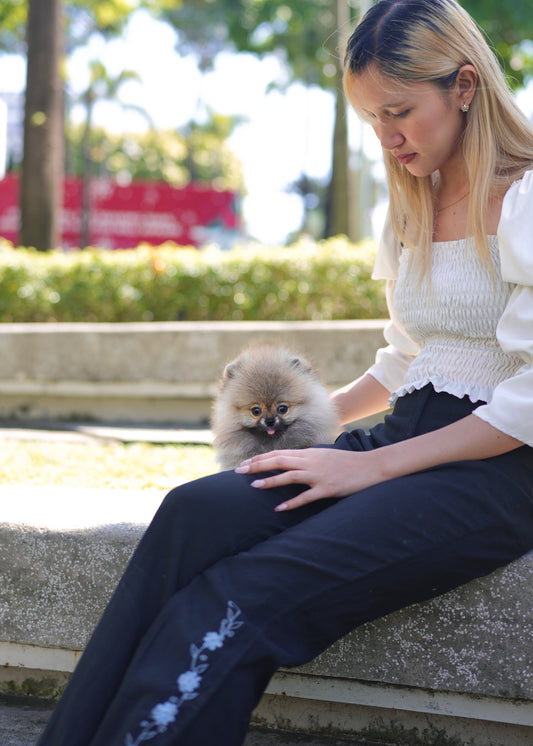 Julie - Pomeranian (Orange Sable)