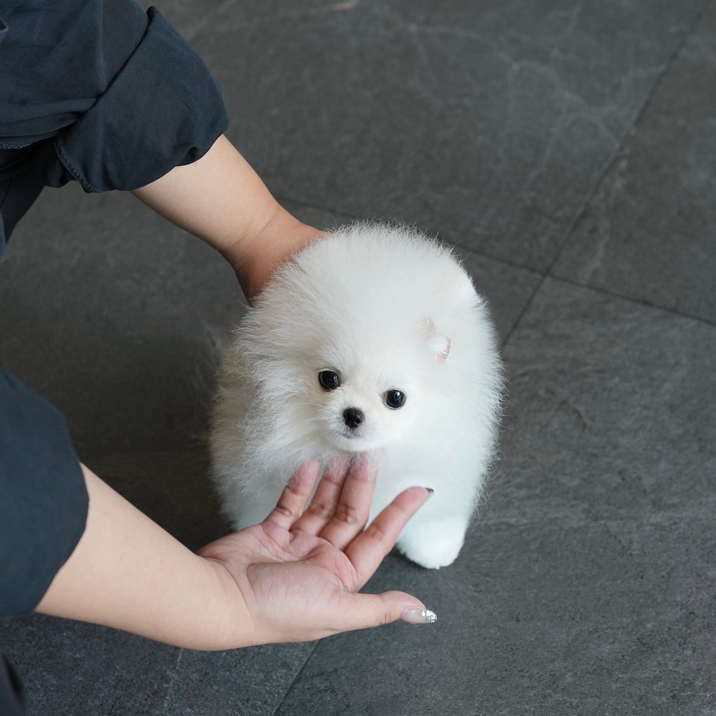 Spitz pomeranian online teacup