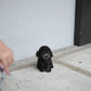 Luna - Tiny Poodle (Silver)