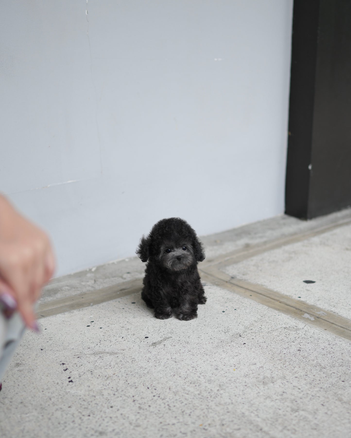 Luna - Tiny Poodle (Silver)