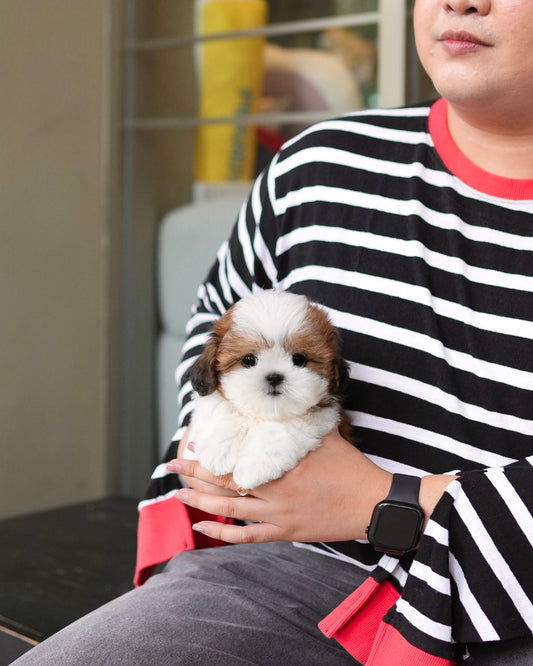 Cookie - Mini Shih Tzu (Brown & White)