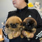 Henry - Long Haired Pekingese (Sable)