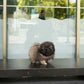 Felix - Long Coat Pekingese (Sable)