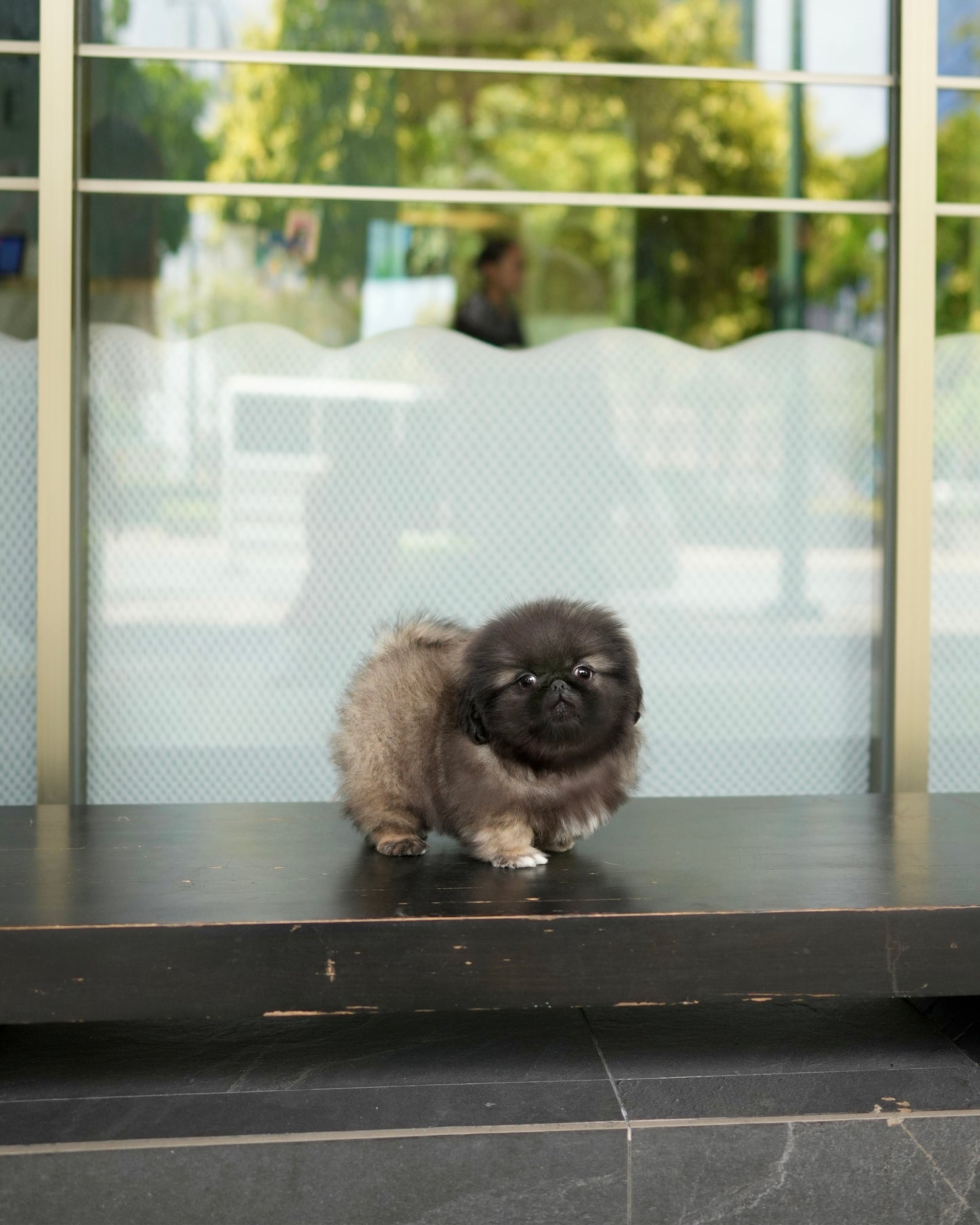 Felix - Long Coat Pekingese (Sable)