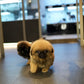 Henry - Long Haired Pekingese (Sable)