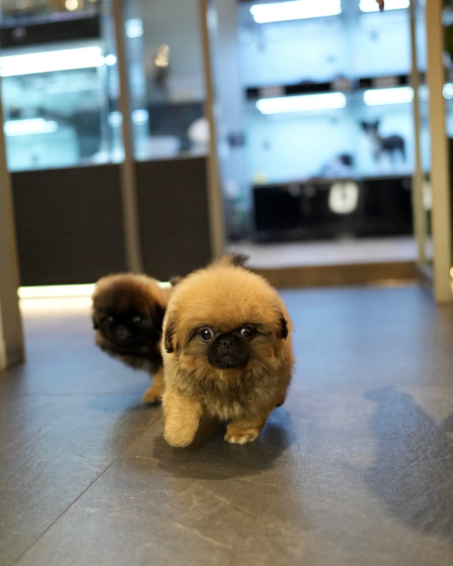 Henry - Long Haired Pekingese (Sable)