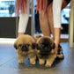 Henry - Long Haired Pekingese (Sable)