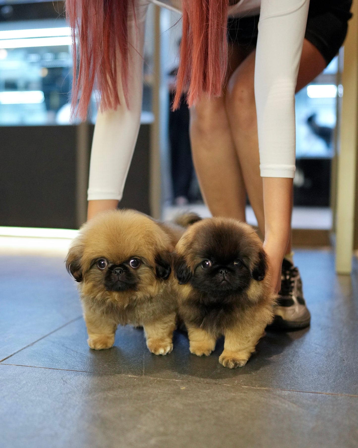 Henry - Long Haired Pekingese (Sable)