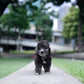 Bedlington Terrier -  Anya (Blue)