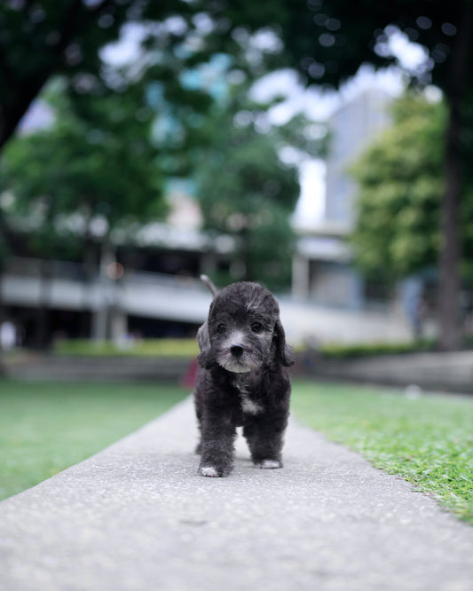 Bedlington Terrier -  Anya (Blue)