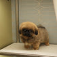 Henry - Long Haired Pekingese (Sable)