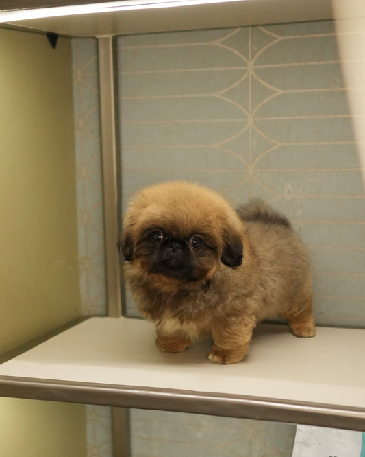 Henry - Long Haired Pekingese (Sable)